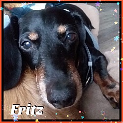 Thumbnail photo of Fritz #4