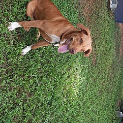 Photo of Scooby