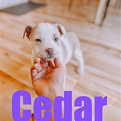 Thumbnail photo of Cedar #4