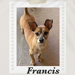 Photo of Francis