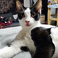 adopt a pet
