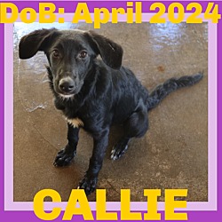 Thumbnail photo of CALLIE #1