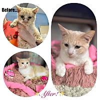 adopt a pet