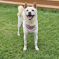 adopt-pet