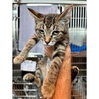adopt-pet