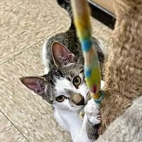 adopt a pet