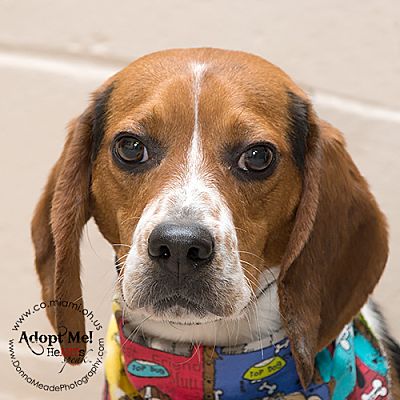 Troy, OH - Beagle. Meet Gunner a Pet for Adoption - AdoptaPet.com