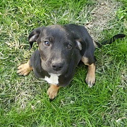 Thumbnail photo of Bosco~adopted! #2