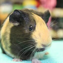 Thumbnail photo of Guinea Pigs #3