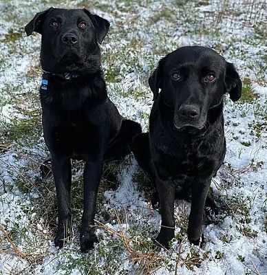 Morris, NY - Labrador Retriever. Meet Ella (and Enzo) a Pet for ...