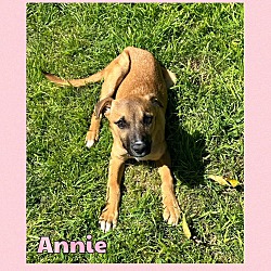 Photo of Annie