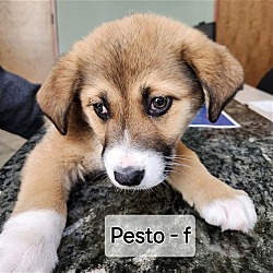 Photo of Pesto