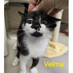 Photo of 24-0889 Velma