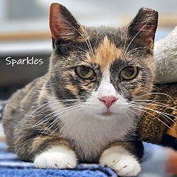 Thumbnail photo of Sparkles #1