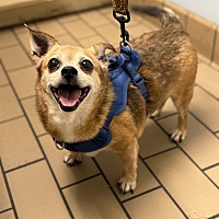 adopt a pet