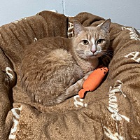 adopt a pet