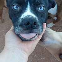 adopt a pet