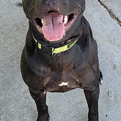 Thumbnail photo of Augie! Happy, Playful Guy! #3
