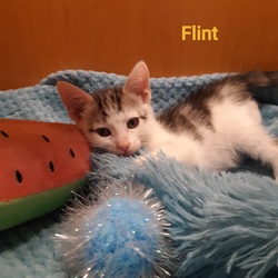 Photo of Flint