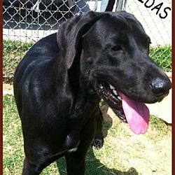 Photo of Midas ADOPTED