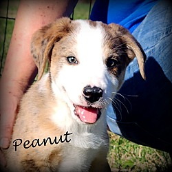 Thumbnail photo of Peanut~adopted! #1