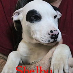 Thumbnail photo of Shelby #1