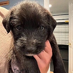 Photo of Truffle - Cutie Poodle Mix Puppy