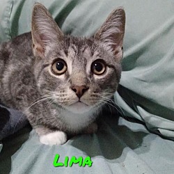 Thumbnail photo of 'Lima' #1