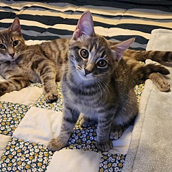 Thumbnail photo of OLIVE & LASAGNA #2