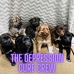 Thumbnail photo of Depression Cure Crew #4