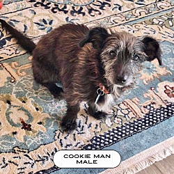 Thumbnail photo of Cookie Man #2