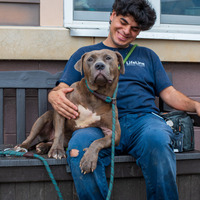 adopt a pet