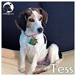 Thumbnail photo of Tess #1
