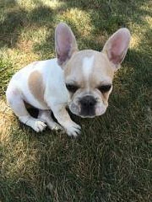 french bulldog rescue midwest
