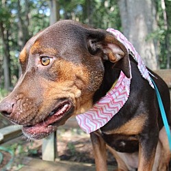 Thumbnail photo of Hopie (adoption pending) #2