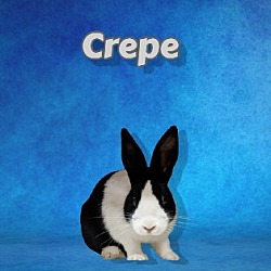 Photo of Crepe