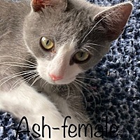 Photo of Ash