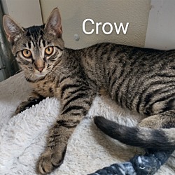 Thumbnail photo of Crow #1