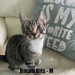 Thumbnail photo of Bacon Bits Kitten #1