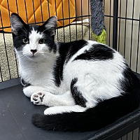 adopt a pet