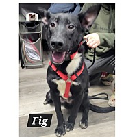 adopt-pet