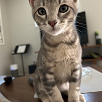 adopt a pet