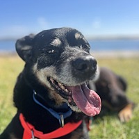 adopt a pet