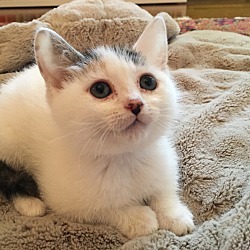 Thumbnail photo of Baby Female White Kitten #1