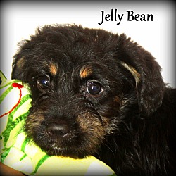 Thumbnail photo of Jelly Bean ~ meet me! #2