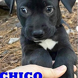 Photo of CHICO