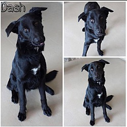 Photo of Dash