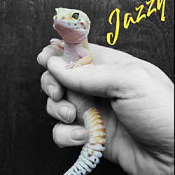 Thumbnail photo of Jazzy #1