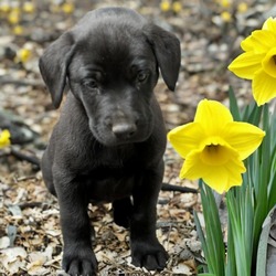Photo of Daffodil (Daff)