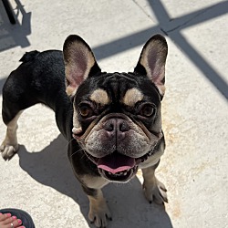 Bonita Springs, FL - French Bulldog. Meet Joan of Arc a Frenchie a Pet ...